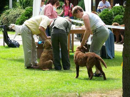 štěňata - To jsou všechni psi v kategorii štěňat na Klubové výstavě na Konopišti v roce 2007