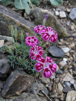 Dianthus gratianopolitanus Jane Austenxhematocalys Pindicola_BG - {"capture_mode":"AutoModule","faces":[]}