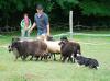 Arianrhod Lucky Veles - herding test