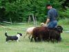 Arianrhod Lucky Veles - herding test