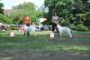 Derin Nubika a Flash of Trebons Berger Blanc - Male Puppy Class