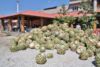 používají se středy kaktusu až 150 kg jeden