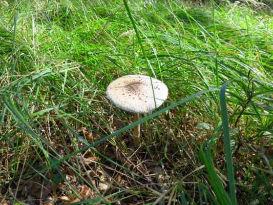 velká houba