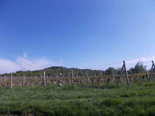Vinohrady